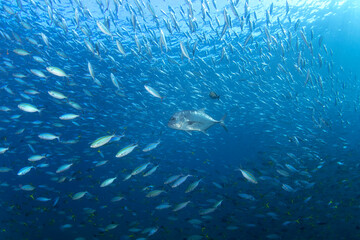 Giant trevally during dive in Raja Ampat. Caranx ignobilis is hunting shoal of fish. Rich marine...