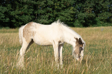 Obraz na płótnie Canvas horse grazing in the field on the farm