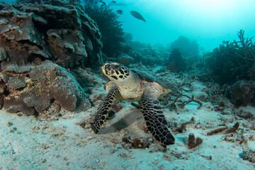 Hawksbill sea turtle is lying on the seabed. Eretmochelys imbricata during dive in Raja Ampat. Marine life in Indonesia.