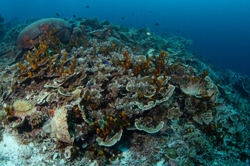 Naklejka na ściany i meble Abundant sea near the Raja Ampat. Rich marine ecosystém in Indonesia. Exotic diving on the coral reef. 