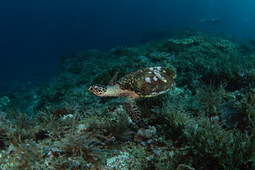 Hawksbill sea turtle is lying on the seabed. Eretmochelys imbricata during dive in Raja Ampat. Marine life in Indonesia.