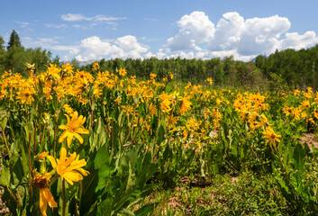 Fototapeta premium Mountains meadow