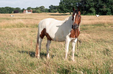 Naklejka na ściany i meble horse grazing in the field on the farm