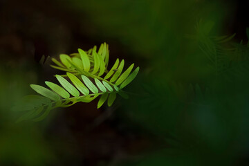 closeup at the green fern leaf with a bug