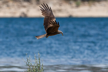 Brown feathered osprey with open wings. Large birds of prey. Eagle on the rocks on the river bank.