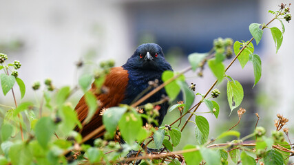 Magnificent Close-Up: Revealing the Intricate Details of the Greater Coucal (Crow Pheasant)