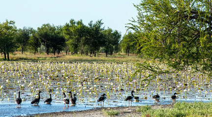 Lagoon at Normanton , Queensland with birds and water lilies.