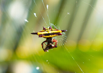 spinybacked  Orb weaver spider. about the size of a fingernail.