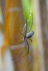 golder orb weaving spider in irts web.