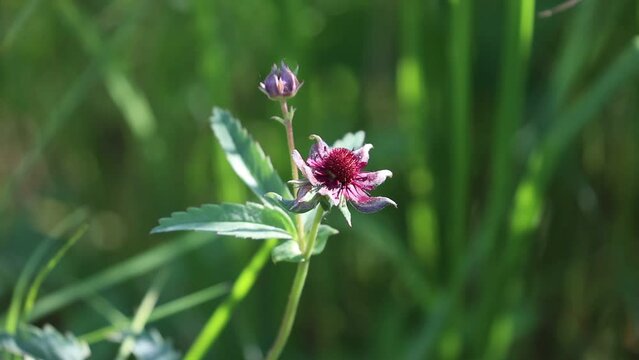 Comarum palustre. Marsh cinquefoil flowers on a summer day in northern Siberia