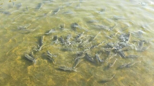 Scattered school of fish