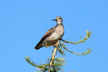 Wood sandpiper close-up in summer on a tree in Siberia