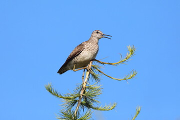 Wood sandpiper close-up in summer in Siberia