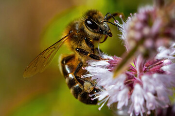 Macro photo of a bee collecting pollen from flowers. Collector insect. Pollen collecting bees.