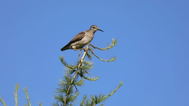 Tringa glareola. Wood sandpiper crouched on top of a larch tree in the Arctic zone of Siberia