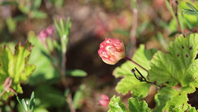 Rubus chamaemorus. Blooming cloudberry in summer in the Arctic tundra of western Siberia