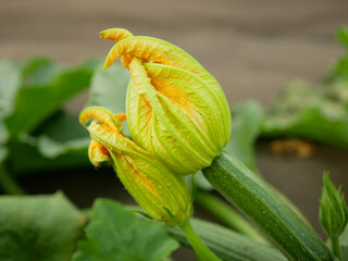 Zucchini bio blossom yellow courgette vegetable garden farm field squash planting young Cucurbita pepo crop baby plant marrow hotbed, bloom golden flower, bio organic crops Europe
