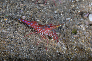 Obraz na płótnie Canvas A close up view of the colourful red shrimp or prawn with white spots sitting on the sand