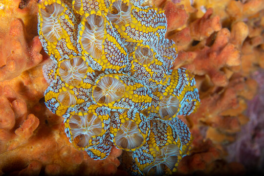 A close up view of the magnificent ascidian sea squirt (Botrylloides magnicoecum)