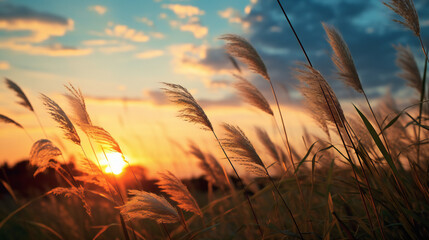 Wheat field at sunset