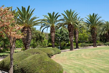 Fototapeta na wymiar palmeras en jardin