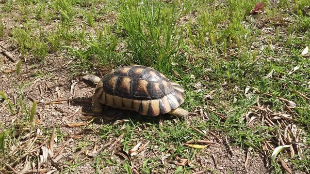 A turtle walks peacefully on the grass of a garden during a hot summer morning..
