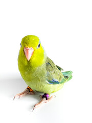 Forpus parrot bird on the white background