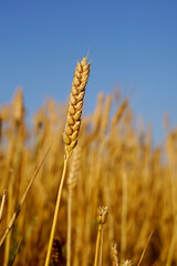 golden wheat field in summer - 624007713