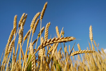 ears of wheat on blue sky