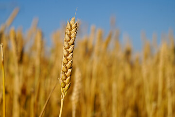 golden wheat field - 624007755