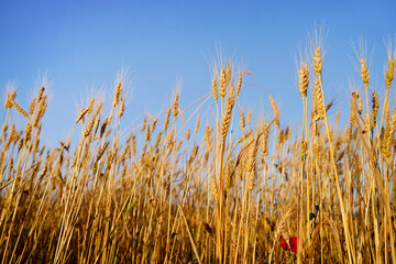 ears of wheat against blue sky - 624007989