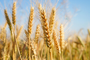 golden wheat field - 624008146
