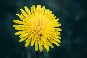 Dandelion flower with a small black bug