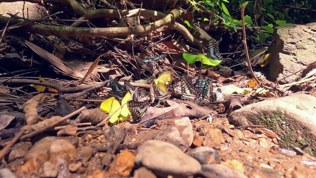 Butterfly on the ground and flying in nature forest.