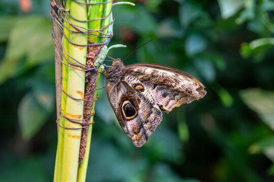 Caligo eurilochus, the forest giant owl, is an owl butterfly (tribe Brassolini of nymphalid subfamily Morphinae)