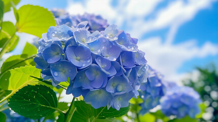 A scene of bright hydrangeas blooming under a blue sky at a flower park after rain, with Generative AI