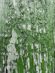 green paint on wood planks texture