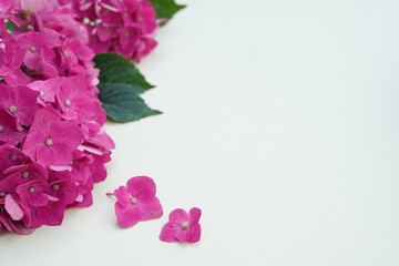Fototapeta premium Beautiful flowers of pink hydrangea with green leaves on light background. Side view with copy space. Flower card. Holiday, congratulations, happy mothers day. International Women's day.