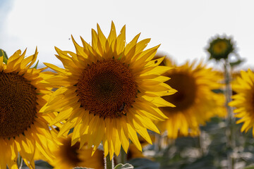 Obraz premium Sonnenblume