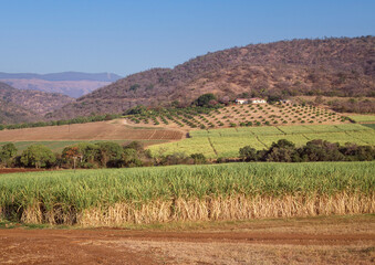 Sugar Cane Growing in South Africa.