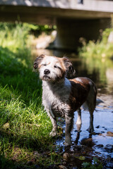 Ein kleiner Terrier Hund genie&szlig;t die Sonne und steht in einem Bach. Sommer, abk&uuml;hlen.