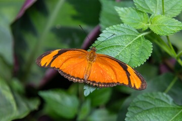Julia Heliconian butterfly (Dryas iulia modesta)