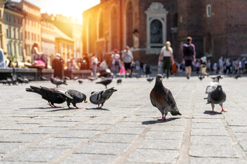 Pigeon birds on Cracow Main Market Square in Krakow, Poland. Feeding pigeons with food crumbs in...