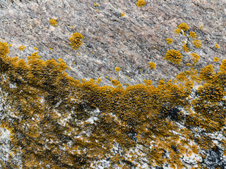 texture of stone with yellow moss close up