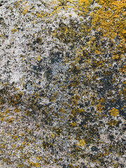 texture of stone with yellow moss close up
