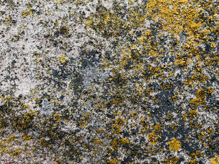 texture of stone with yellow moss close up