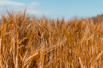 Golden fields of barley, grain used for food, farming and rural life