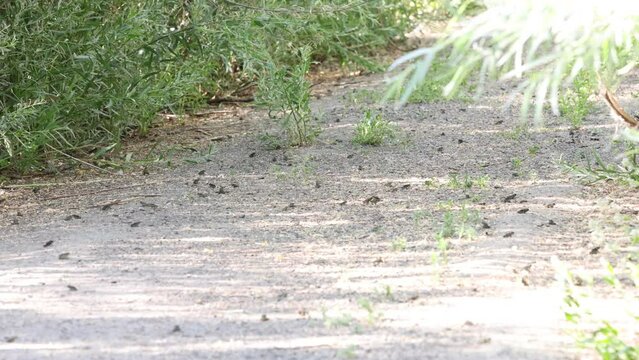  Western toad babies crawling every direction in the shade of trees