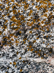 texture of stone with yellow lichen close up