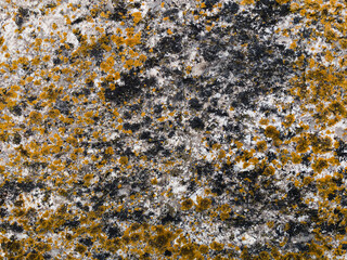 texture of stone with yellow lichen close up